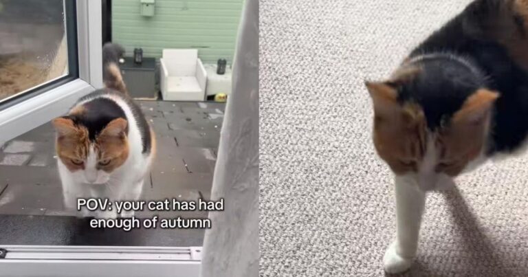 Cat Has Had It With the Weather & Is Taking Her Complaints Straight to Her Human