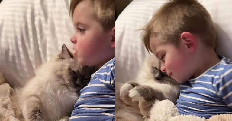 Cat Cuddles a Toddler So Tenderly, It’s Like He’s Promising Never To Leave His Side
