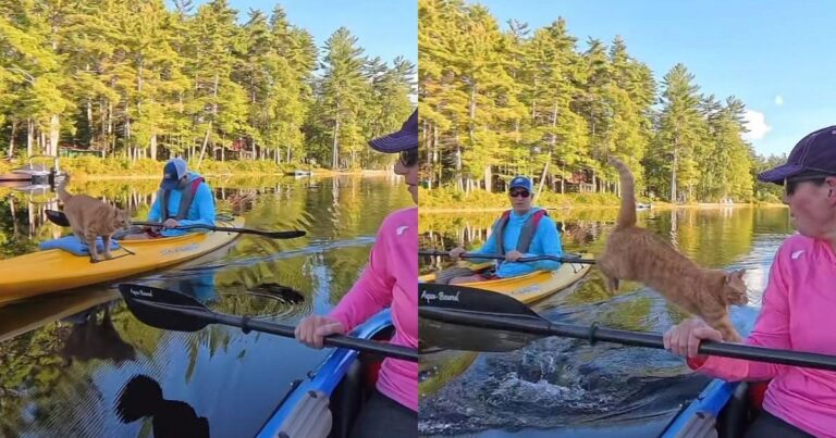 Cat Abandons Dad’s Kayak With a Leap, Because His Phone Break Was Not on Her Schedule