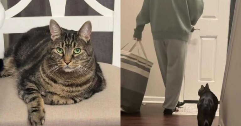 Cat Has Decided His Pregnant Owner Needs To Sit Down, & He’s Not Taking No for an Answer