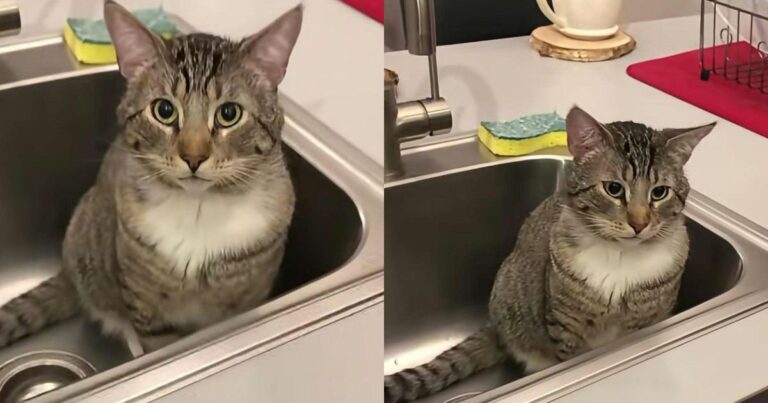Cat Sits in the Sink & Stares at His Human With the Confidence of Someone Who Owns the House