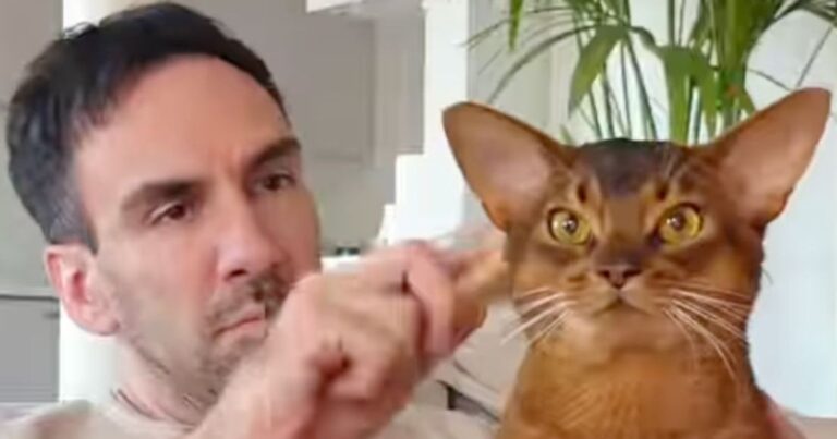Cat Sits With Dad & Gives Mom a Look — Apparently, She Needs to Find Her Own Soulmate