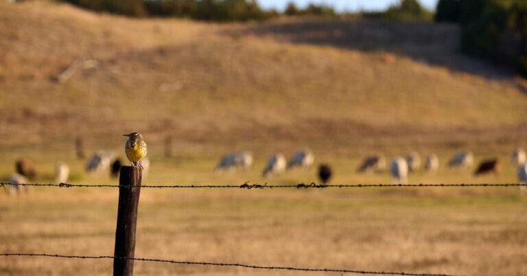 Restoring Grasslands, Strengthening Ranching: Why the RANCH Act Matters for the Great Plains