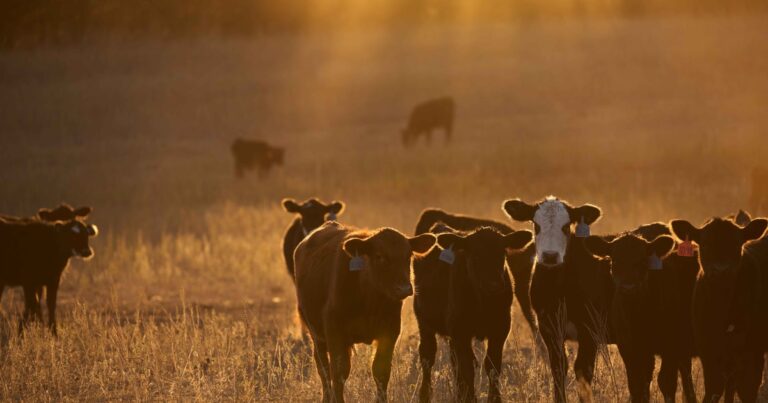 Audubon Receives NFWF Grassland Resilience and Conservation Initiative Award