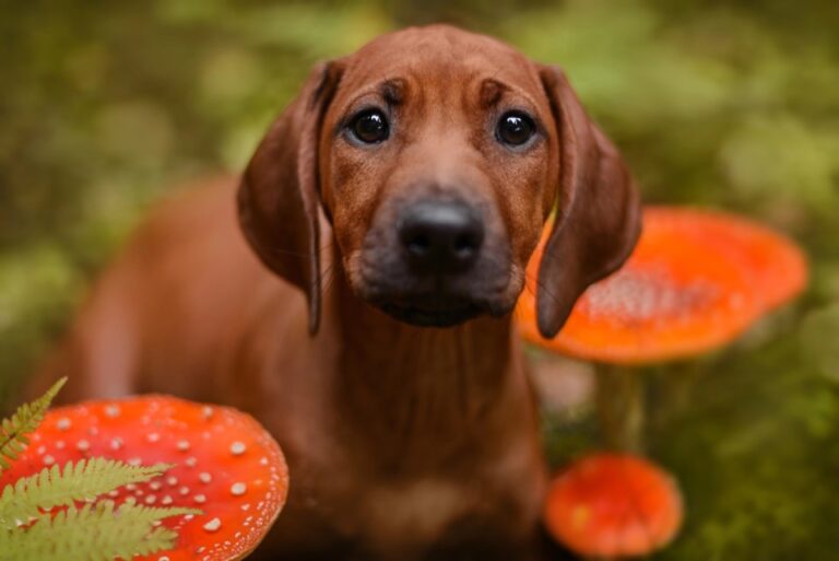 Dog Walk Turns Deadly With Toxic Wild Mushroom Snack * All Natural Pet Care