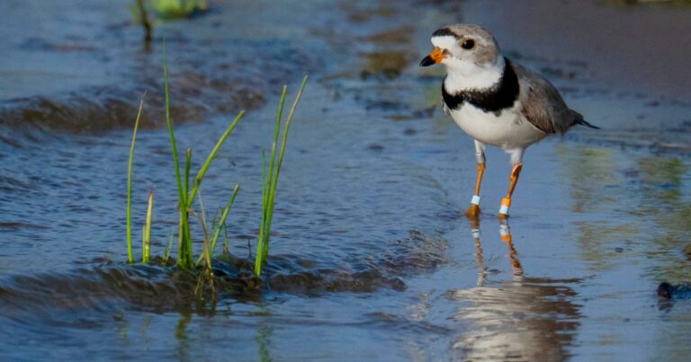 Record Numbers Bring Great Lakes Piping Plovers Closer to Recovery