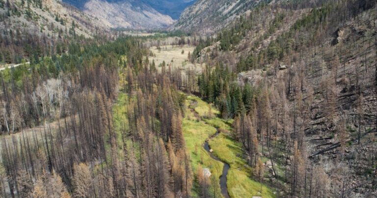 What Birds Reveal About Fire, Forests, and Resilience