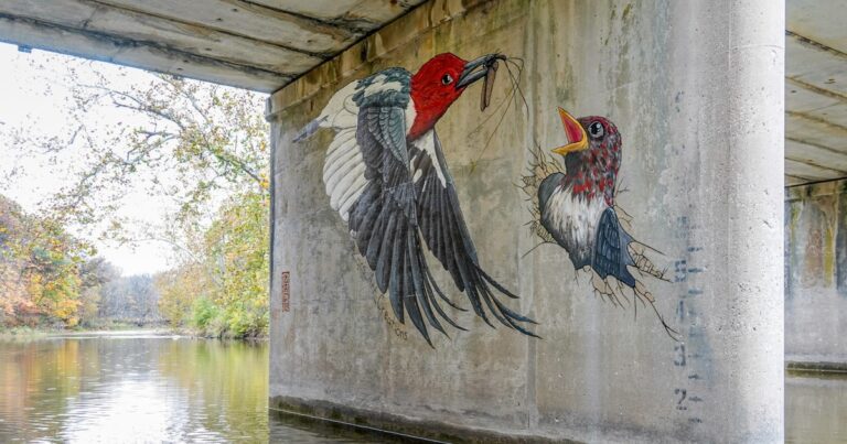 Red-headed Woodpecker by Zac Cody