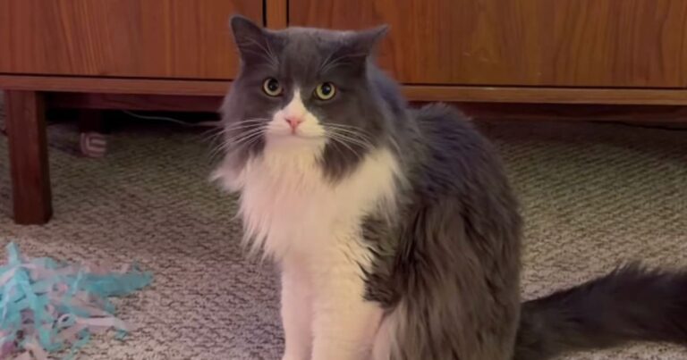 Male Cat Becomes a Foster Dad Who Insists Every Kitten Sees His Favorite Hangout Spots