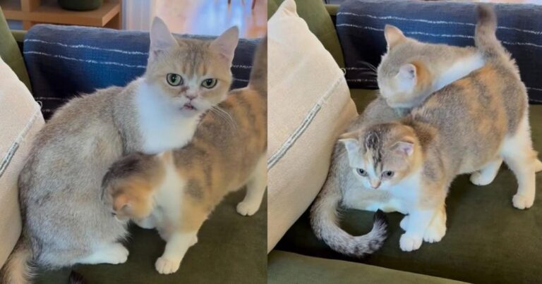 Mom & Daughter Cats Show Off Their Sweet Family Bond While Waiting for a Home