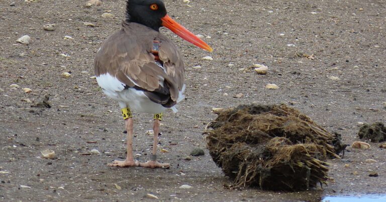 Lost and Found: Tracking an American Oystercatcher with GPS/GSM Technology