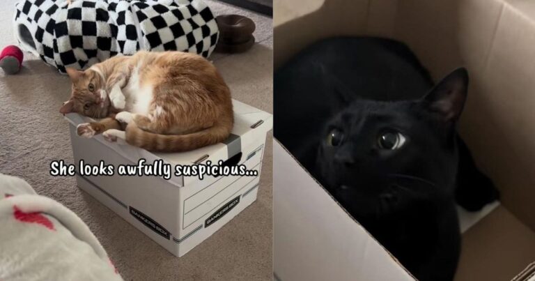 Orange Cat Rests on a Box, & the Reveal Gives Her Innocent Look a Whole New Meaning