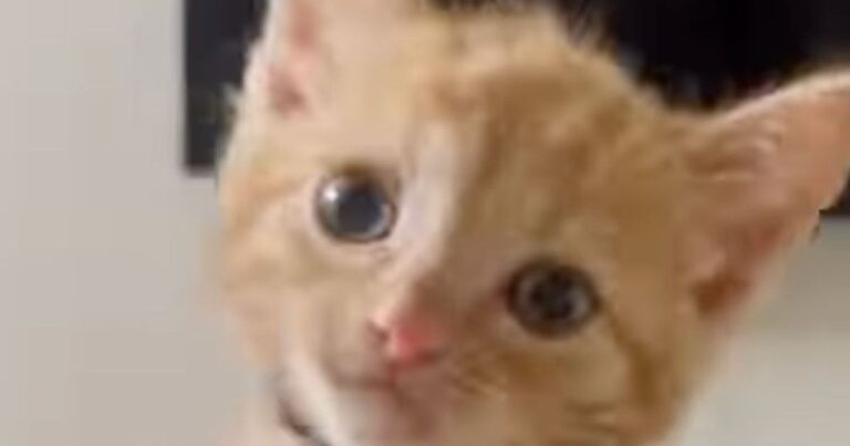 Orange Kitten Keeps His Human Happy, Broke & Completely Unwilling To Cut Back on Treats