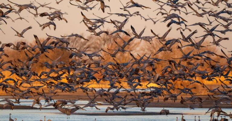 Rowe Sanctuary Strategic Plan | Audubon