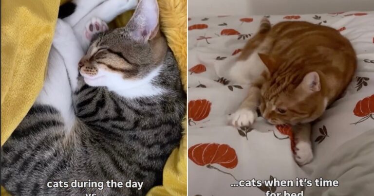 Cats Nap Like Angels All Day, Then Treat Their Human’s Bed Like a Late-Night Playground