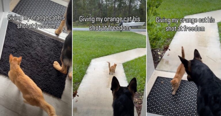 Orange Cat Gets His Shot at ‘Freedom,’ Then Immediately Has Second Thoughts About the Outdoors