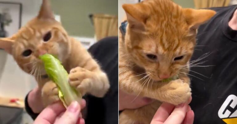 Orange Cat’s Unexpected Love for Lettuce Has Him Holding On With Both Paws