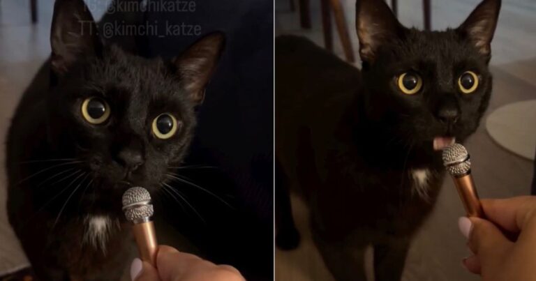 Cat’s Pawdcast Episode Goes From ‘Live on Air’ to ‘Gone Without a Trace’ in Seconds