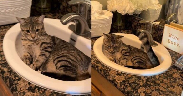 Cat Ignores Her Owner’s Repeated Calls Before She’s Found Relaxing in the Sink Like a Queen