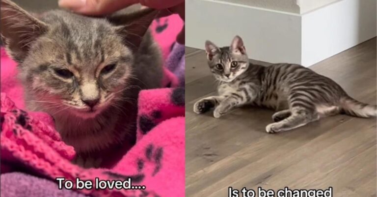 Rescue Kitten Stretches Out Indoors, & Four Weeks Off the Street Look Like a New Life