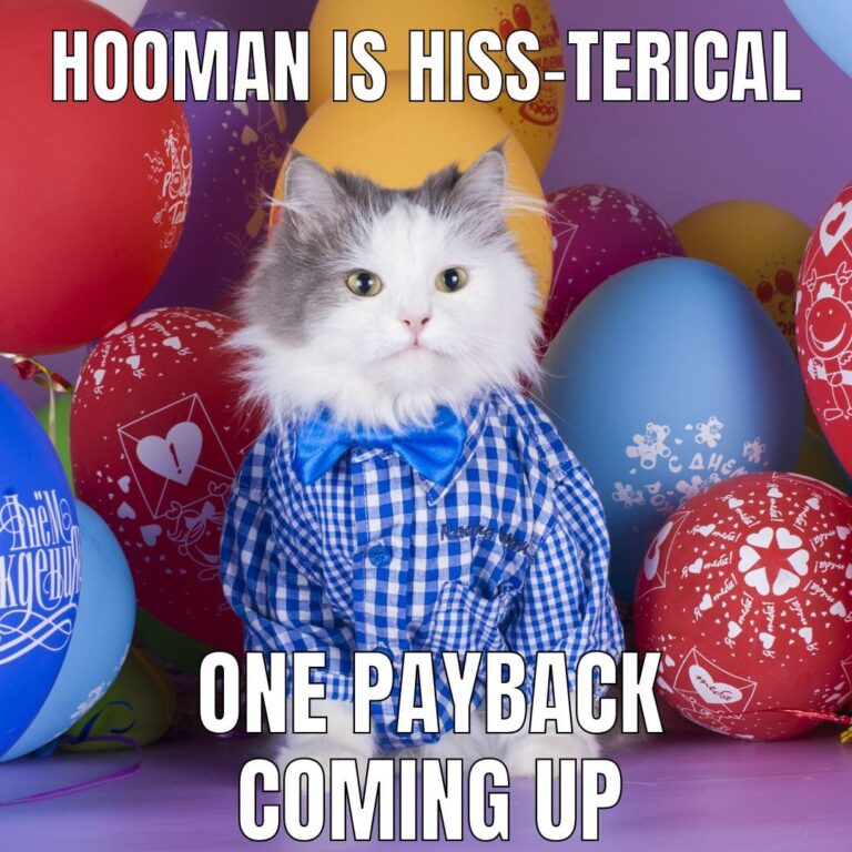77 Cat Birthday Memes Perfect for Sending to the Cat Lover in Your Life