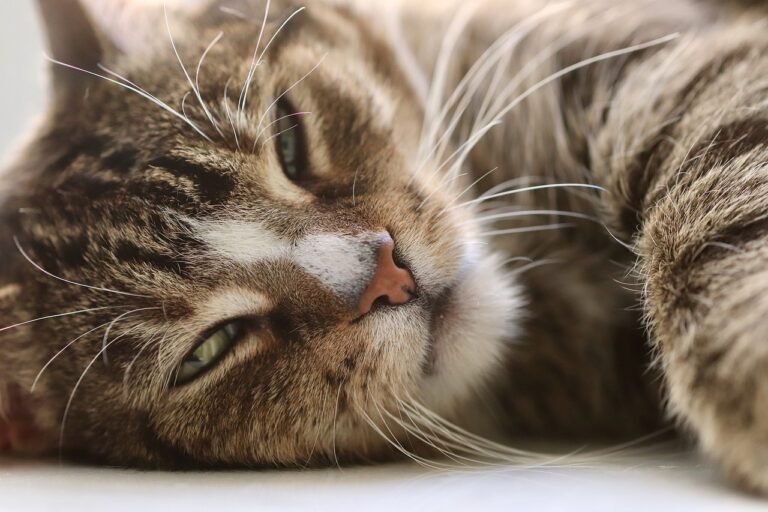 Your Cat Has Opinions About How You Live — and Most of Them Aren’t Good