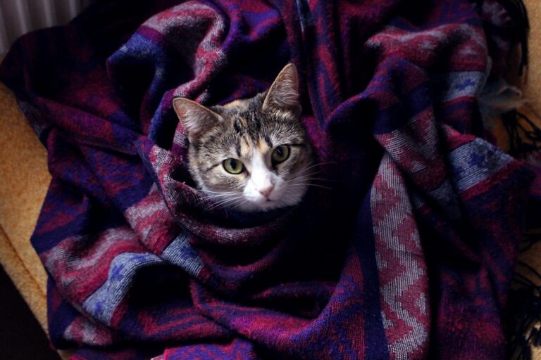 When Your Cat Kneads and Bites Your Blanket, Here’s What It Really Means