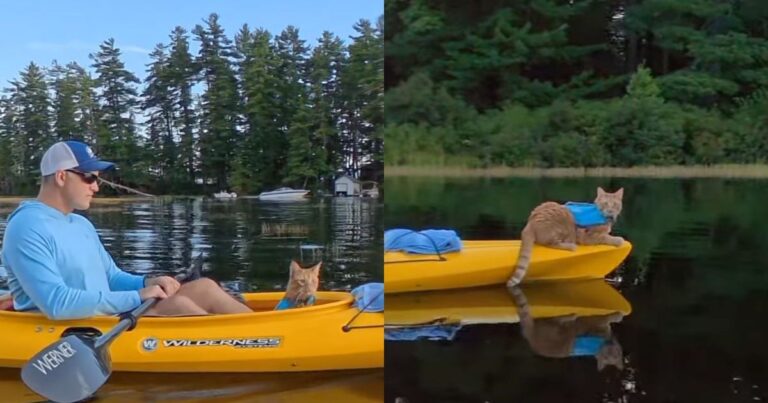 Cat Balances on a Kayak’s Narrow Bow, & Her Human’s Travel Rules Are Getting No Respect