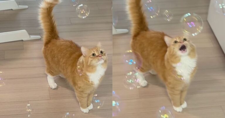 Cat Watches Bubbles With Wide Eyes & Meows Like He’s Witnessing Something Magical