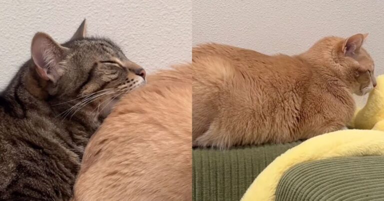 Cats Make Sleeping Together Look Like a Full-Contact Sport With Their Odd Positions