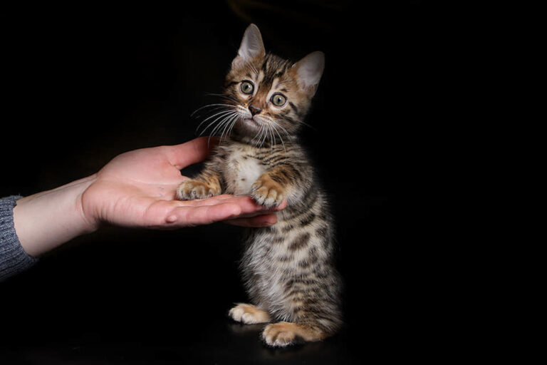 Meet the Cat That Looks Wild, Stands Low, and Is Almost Impossible to Find