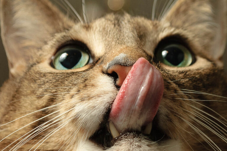Your Cat Licks You for a Reason — And It’s a Bigger Compliment Than You Think