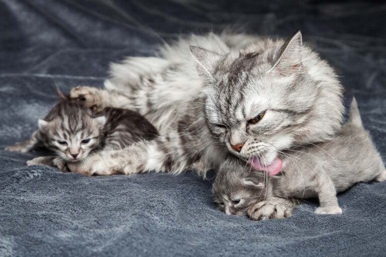 Your Cats Groom Each Other for a Reason — And It’s Not Just About Keeping Clean