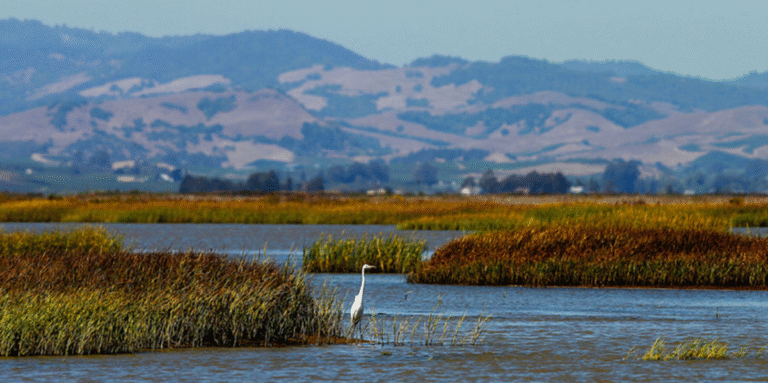 Water Demand and Our Estuary