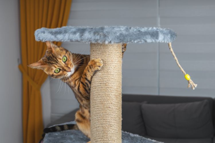 Meet the Cat Breeds That Never Stop Playing — Did Yours Make the List?