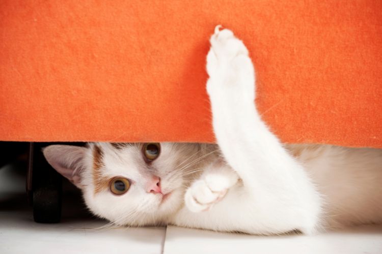 Your Cat Is Running Your Home by These 11 Secret Rules — Did You Know?
