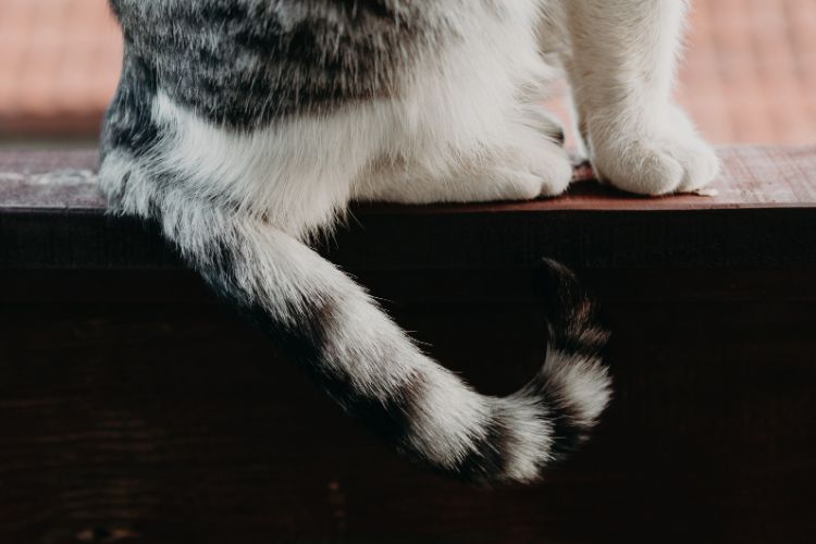 These Bizarre Cat Behaviors Baffle Everyone Except Cat Owners