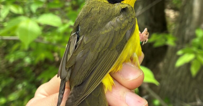 Kentucky Warbler Migration from the Great Plains to the Tropics
