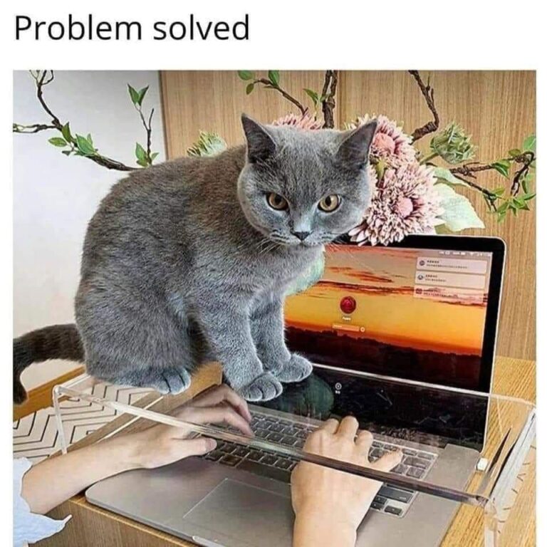 These Cat Memes Are So Cute It Should Be Illegal (Every Owner Will Agree)