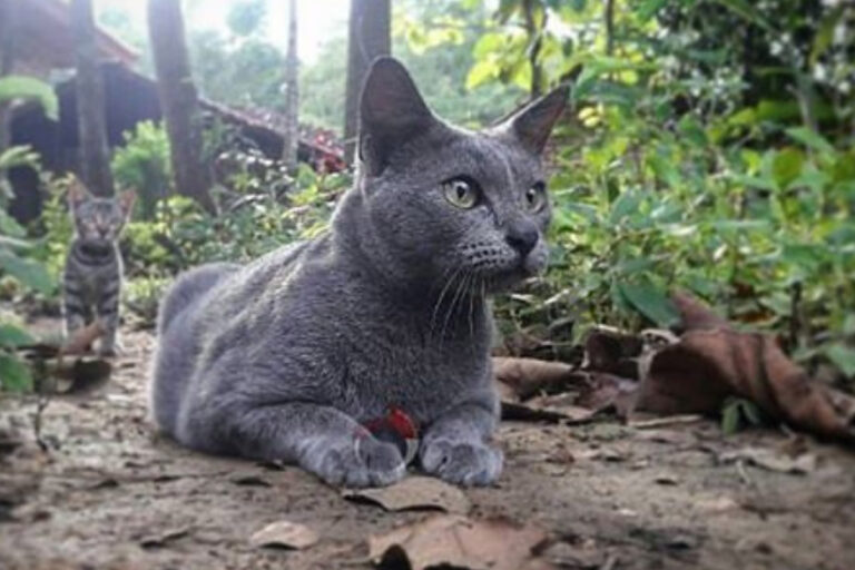 Meet the Cat That Comes From One Tiny Island, Rarely Leaves It, and Almost No One Has Heard Of