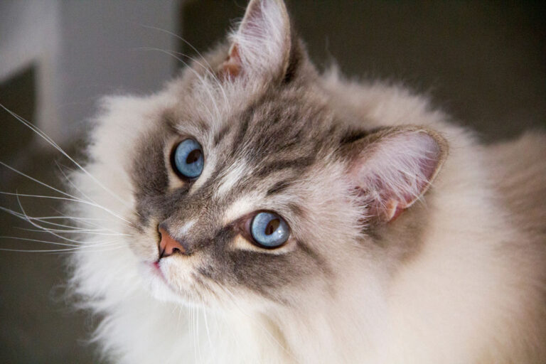 The United States’ Most Popular Cat Breeds, Ranked — Did Yours Make the List?