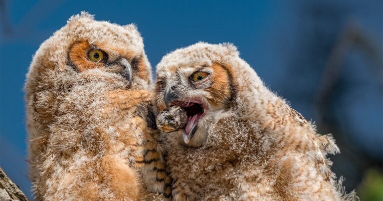 Owl Pellets Explained: Poop, Vomit, or Something Else?