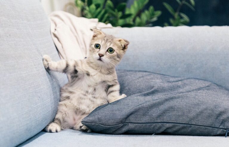 You Have No Idea How Unsettled Your Cat Feels Away From Home — These 10 Tricks Change That