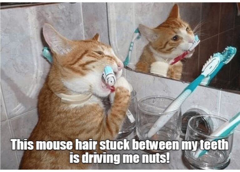 If You’ve Ever Lived With a Cat, These Memes Will Feel Uncomfortably Familiar
